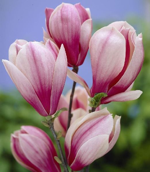 Magnolia 'Red Lucky'